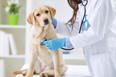 veterinaria